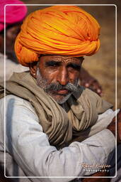 Pushkar (503) Pushkar Camel Fair (Kartik Mela)