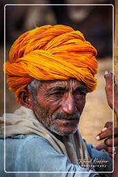 Pushkar (507) Fiera dei cammelli di Pushkar (Kartik Mela)