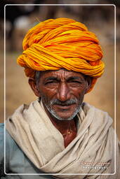 Pushkar Camel Fair (Kartik Mela), Pushkar (519)
