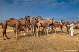 Pushkar (523) Foire aux chameaux de Pushkar (Kartik Mela)