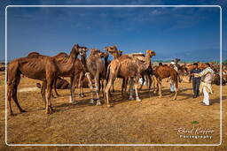Pushkar Camel Fair (Kartik Mela), Pushkar (523)
