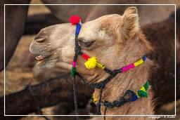 Pushkar (529) Feria de camellos de Pushkar (Kartik Mela)
