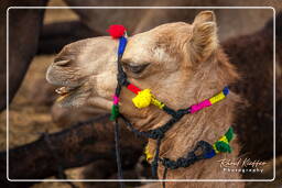 Pushkar Camel Fair (Kartik Mela), Pushkar (529)