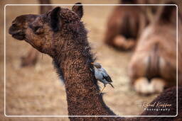 Pushkar Camel Fair (Kartik Mela), Pushkar (542)