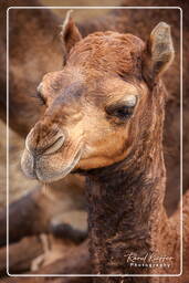 Pushkar (546) Pushkar Camel Fair (Kartik Mela)