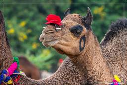 Pushkar (565) Feria de camellos de Pushkar (Kartik Mela)