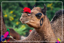 Pushkar Camel Fair (Kartik Mela), Pushkar (565)