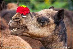 Pushkar (579) Feria de camellos de Pushkar (Kartik Mela)