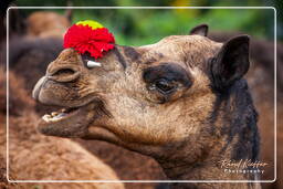 Pushkar Camel Fair (Kartik Mela), Pushkar (579)