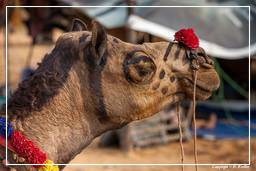 Pushkar (613) Feria de camellos de Pushkar (Kartik Mela)