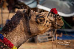 Pushkar (613) Pushkar Kamelmesse (Kartik Mela)