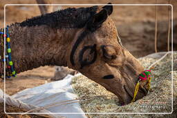 Pushkar Camel Fair (Kartik Mela), Pushkar (623)