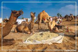 Pushkar (628) Foire aux chameaux de Pushkar (Kartik Mela)