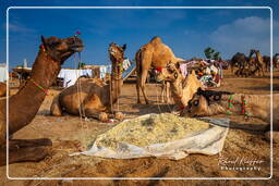 Pushkar (628) Fiera dei cammelli di Pushkar (Kartik Mela)