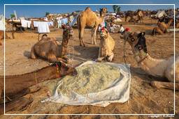 Pushkar (631) Pushkar Camel Fair (Kartik Mela)