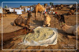 Pushkar (631) Feria de camellos de Pushkar (Kartik Mela)