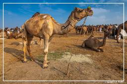 Pushkar (638) Foire aux chameaux de Pushkar (Kartik Mela)