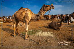 Pushkar (638) Pushkar Kamelmesse (Kartik Mela)