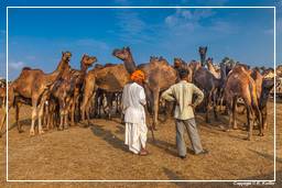 Pushkar (644) Pushkar Camel Fair (Kartik Mela)
