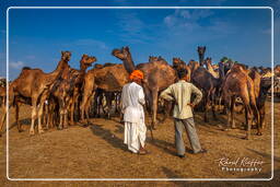 Pushkar Camel Fair (Kartik Mela), Pushkar (644)