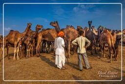 Pushkar (644) Feria de camellos de Pushkar (Kartik Mela)