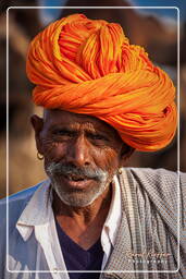 Pushkar Camel Fair (Kartik Mela), Pushkar (646)