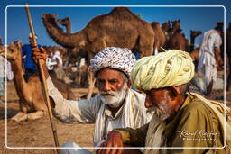 Pushkar (653) Fiera dei cammelli di Pushkar (Kartik Mela)