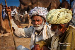 Pushkar (654) Fiera dei cammelli di Pushkar (Kartik Mela)