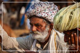 Pushkar Camel Fair (Kartik Mela), Pushkar (655)