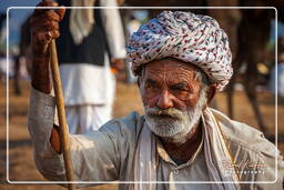 Pushkar (663) Pushkar Camel Fair (Kartik Mela)