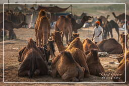Pushkar Camel Fair (Kartik Mela), Pushkar (664)
