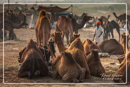 Pushkar (664) Pushkar Kamelmesse (Kartik Mela)