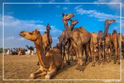 Pushkar (670) Feira de camelos de Pushkar (Kartik Mela)