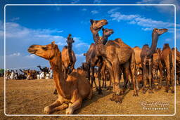 Pushkar (670) Foire aux chameaux de Pushkar (Kartik Mela)