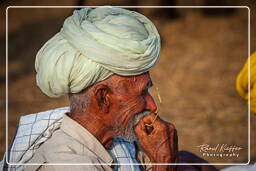 Pushkar Camel Fair (Kartik Mela), Pushkar (671)