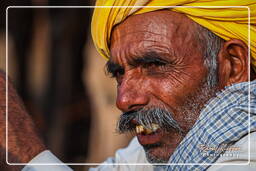 Pushkar Camel Fair (Kartik Mela), Pushkar (672)