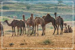 Pushkar (683) Feira de camelos de Pushkar (Kartik Mela)
