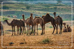 Pushkar Camel Fair (Kartik Mela), Pushkar (683)