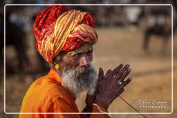 Pushkar (685) Fiera dei cammelli di Pushkar (Kartik Mela)