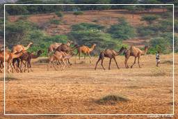 Pushkar (690) Feria de camellos de Pushkar (Kartik Mela)
