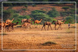 Pushkar Camel Fair (Kartik Mela), Pushkar (690)