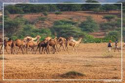 Pushkar (693) Foire aux chameaux de Pushkar (Kartik Mela)