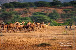 Pushkar Camel Fair (Kartik Mela), Pushkar (693)