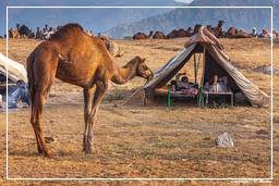 Pushkar (701) Foire aux chameaux de Pushkar (Kartik Mela)