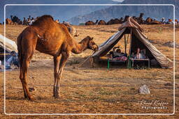 Pushkar (701) Pushkar Kamelmesse (Kartik Mela)