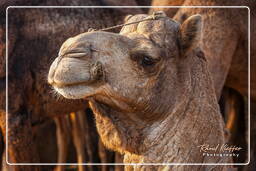 Pushkar Camel Fair (Kartik Mela), Pushkar (705)