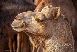 Pushkar Camel Fair (Kartik Mela), Pushkar (708)