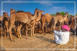 Pushkar (715) Foire aux chameaux de Pushkar (Kartik Mela)