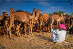 Pushkar (715) Pushkar Kamelmesse (Kartik Mela)