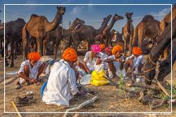 Pushkar (716) Feira de camelos de Pushkar (Kartik Mela)